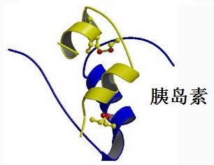 胰島素的結構